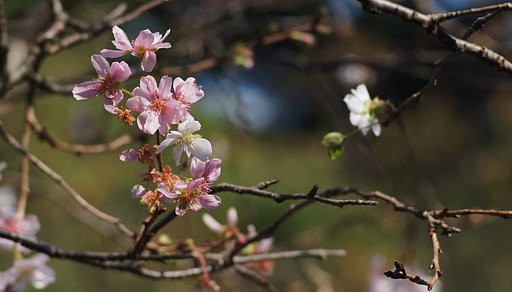 十月桜