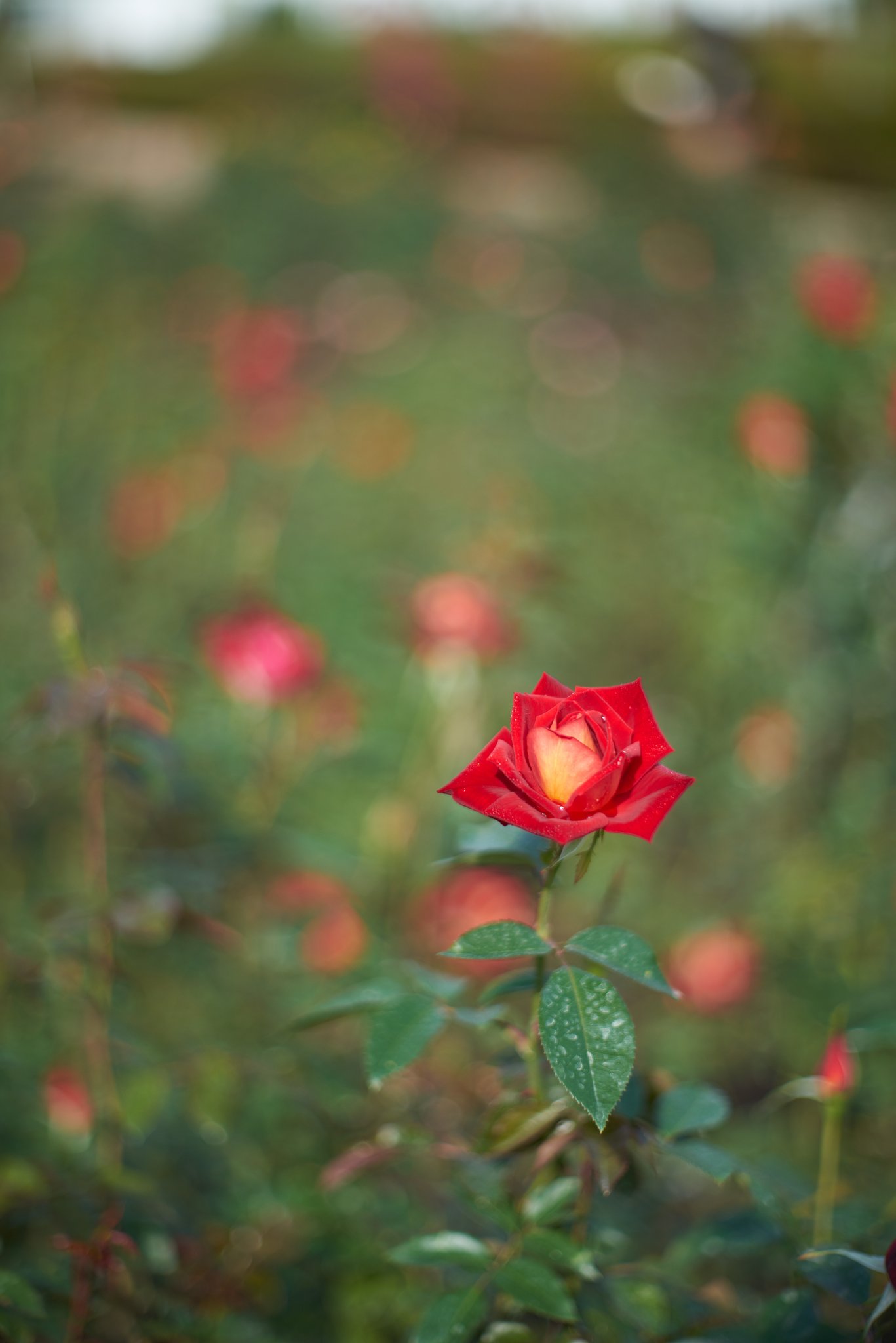 Planar 1:1.4 f=55mm