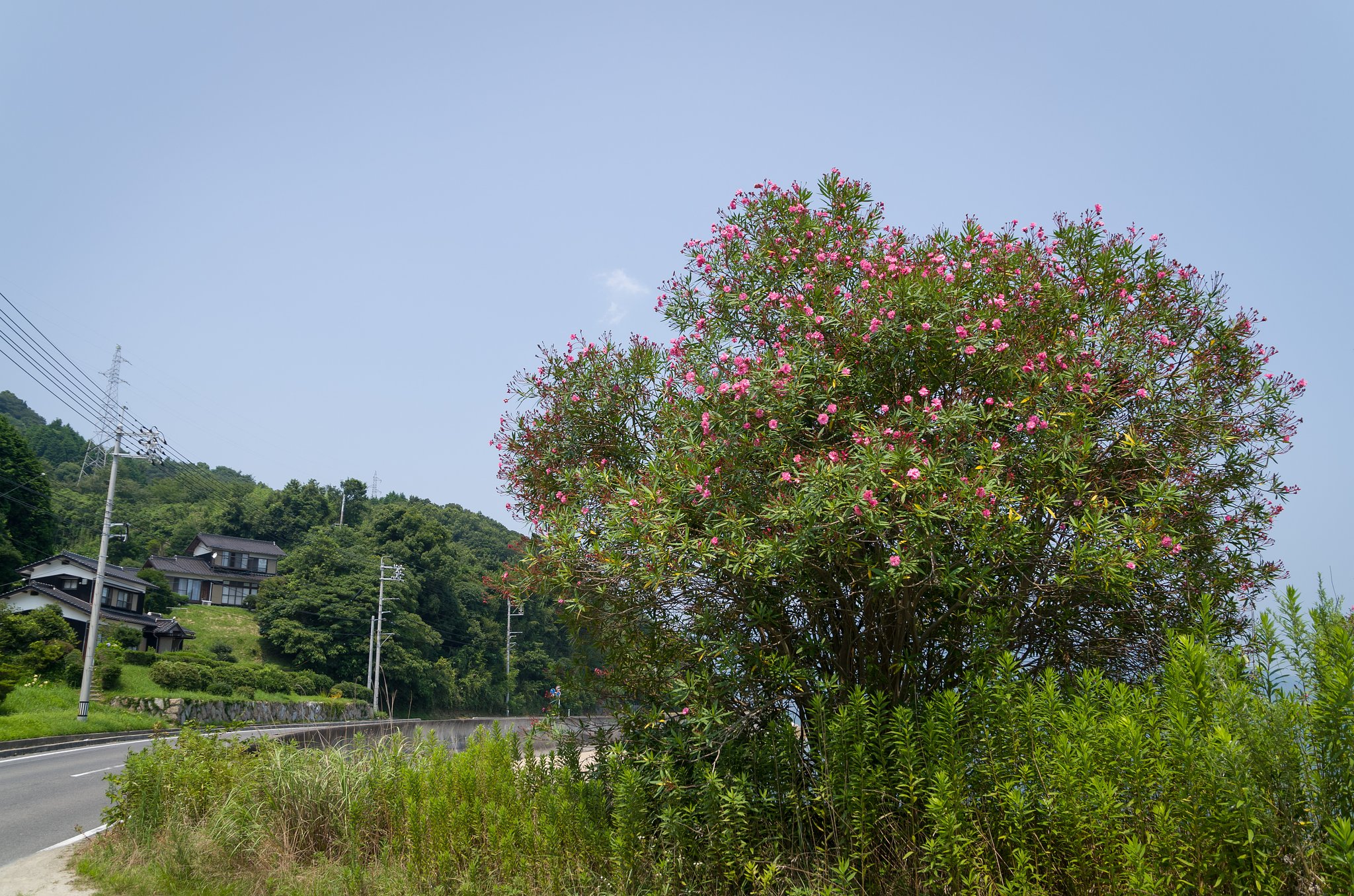 SIGMA 17-70mm F2.8-4 DC MACRO 
