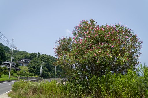 SIGMA 17-70mm F2.8-4 DC MACRO 