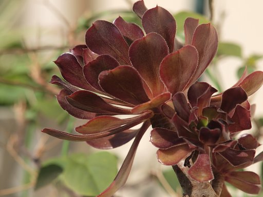 人気の多肉植物