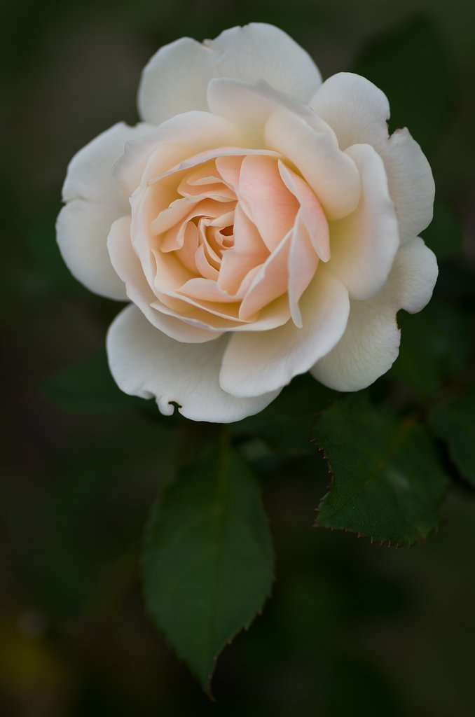 PENTAX-D FA MACRO 100mm F2.8 