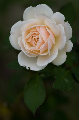 PENTAX-D FA MACRO 100mm F2.8 