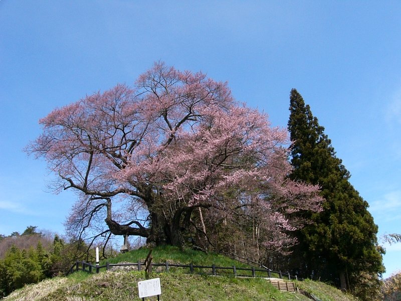 この桜好きです　＃２