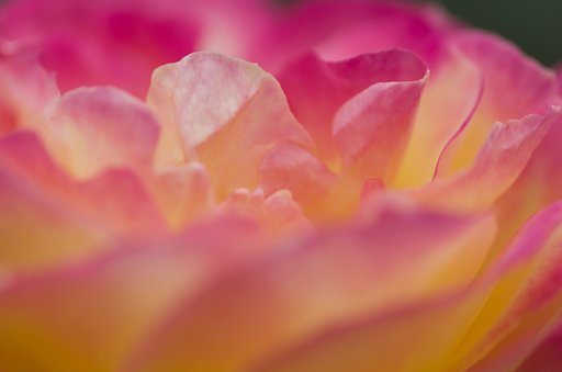 PENTAX-D FA MACRO 100mm F2.8 