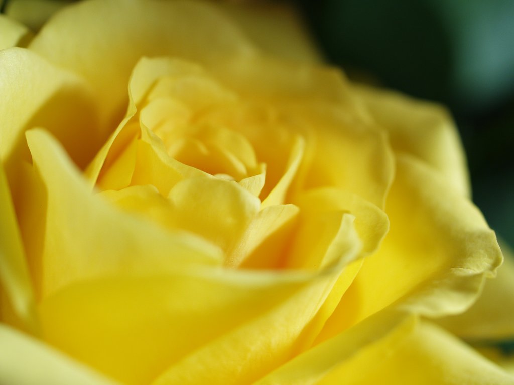 薔薇は君より美しい!?