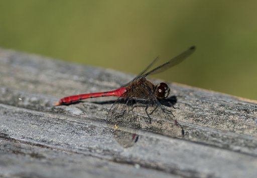 smc PENTAX-DA★ 300mm F4ED 