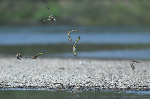 カワラヒワ飛翔