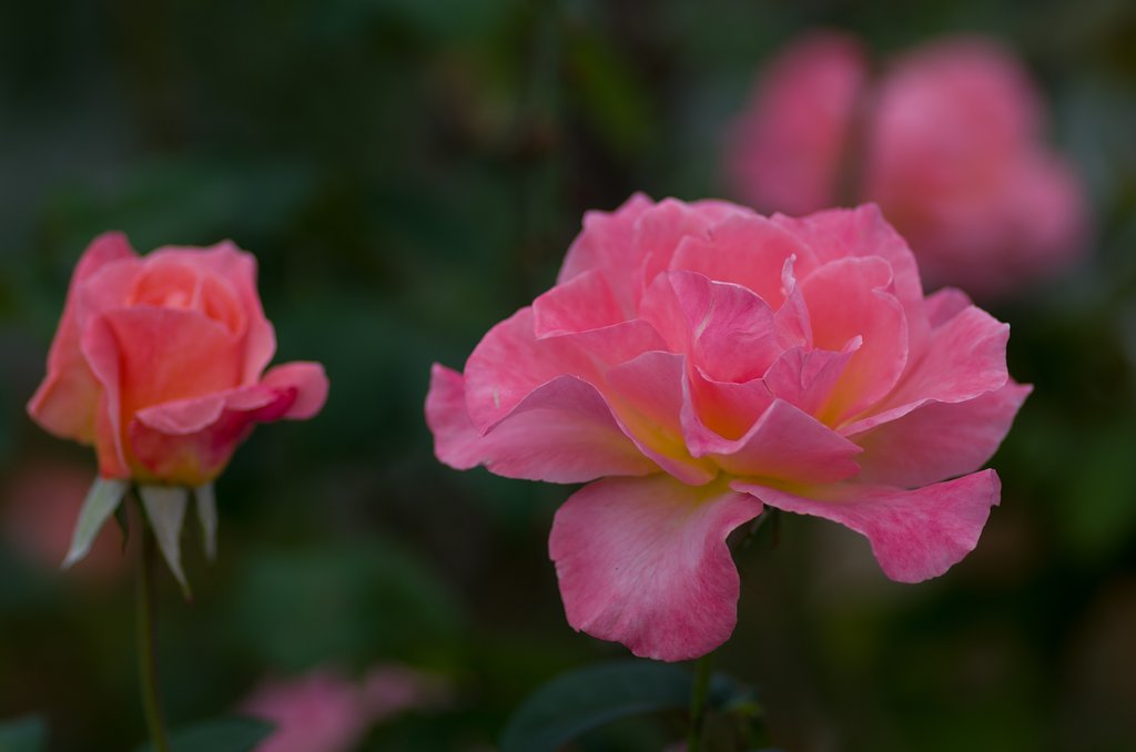 PENTAX-D FA MACRO 100mm F2.8 