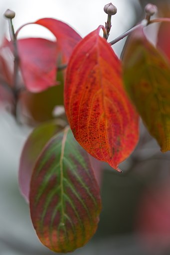 庭の紅葉
