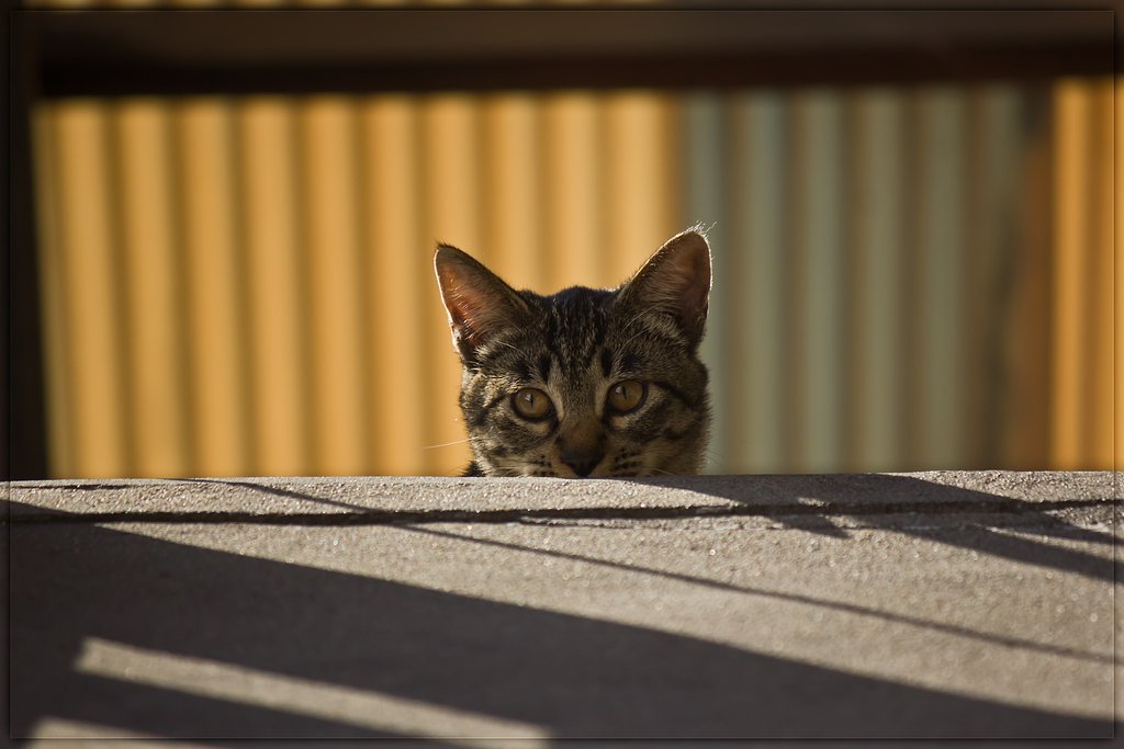 キジ子猫（元野良）の今。