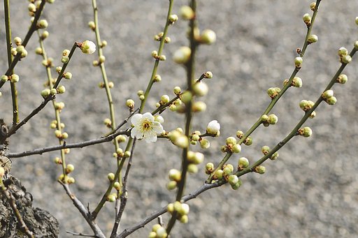 【春夏秋冬】白梅