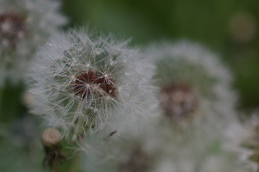 綿毛にも水玉