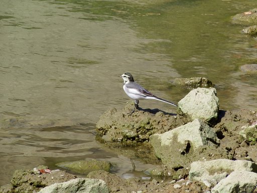 野鳥