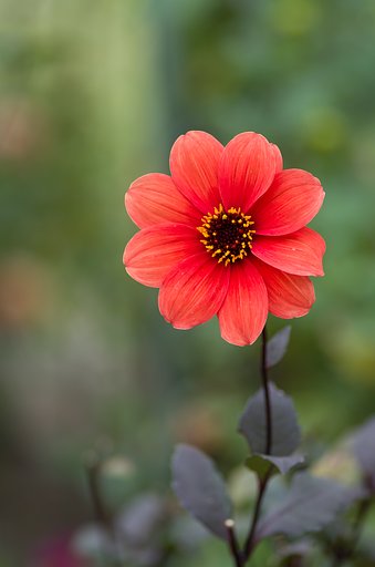 PENTAX-D FA MACRO 100mm F2.8 