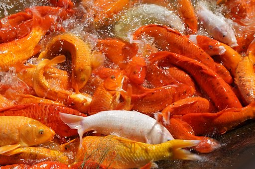 食べ物の　争奪戦