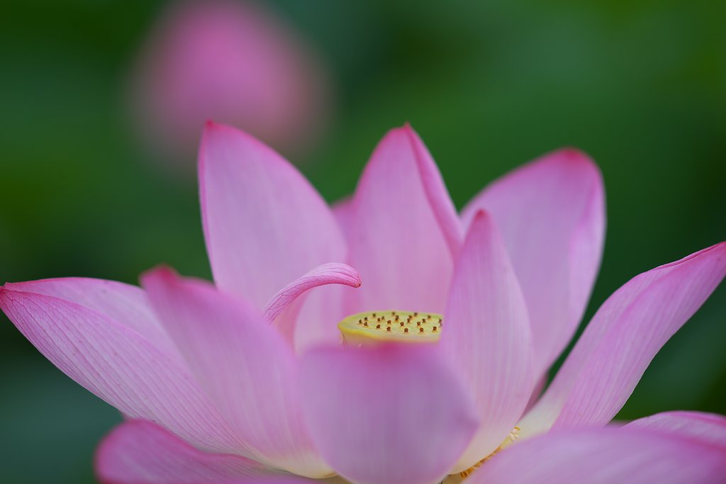 Sonnar 135mm F1.8 ZA