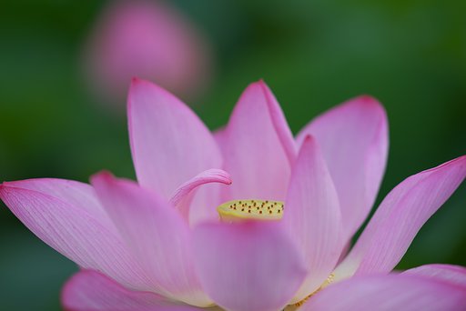 Sonnar 135mm F1.8 ZA