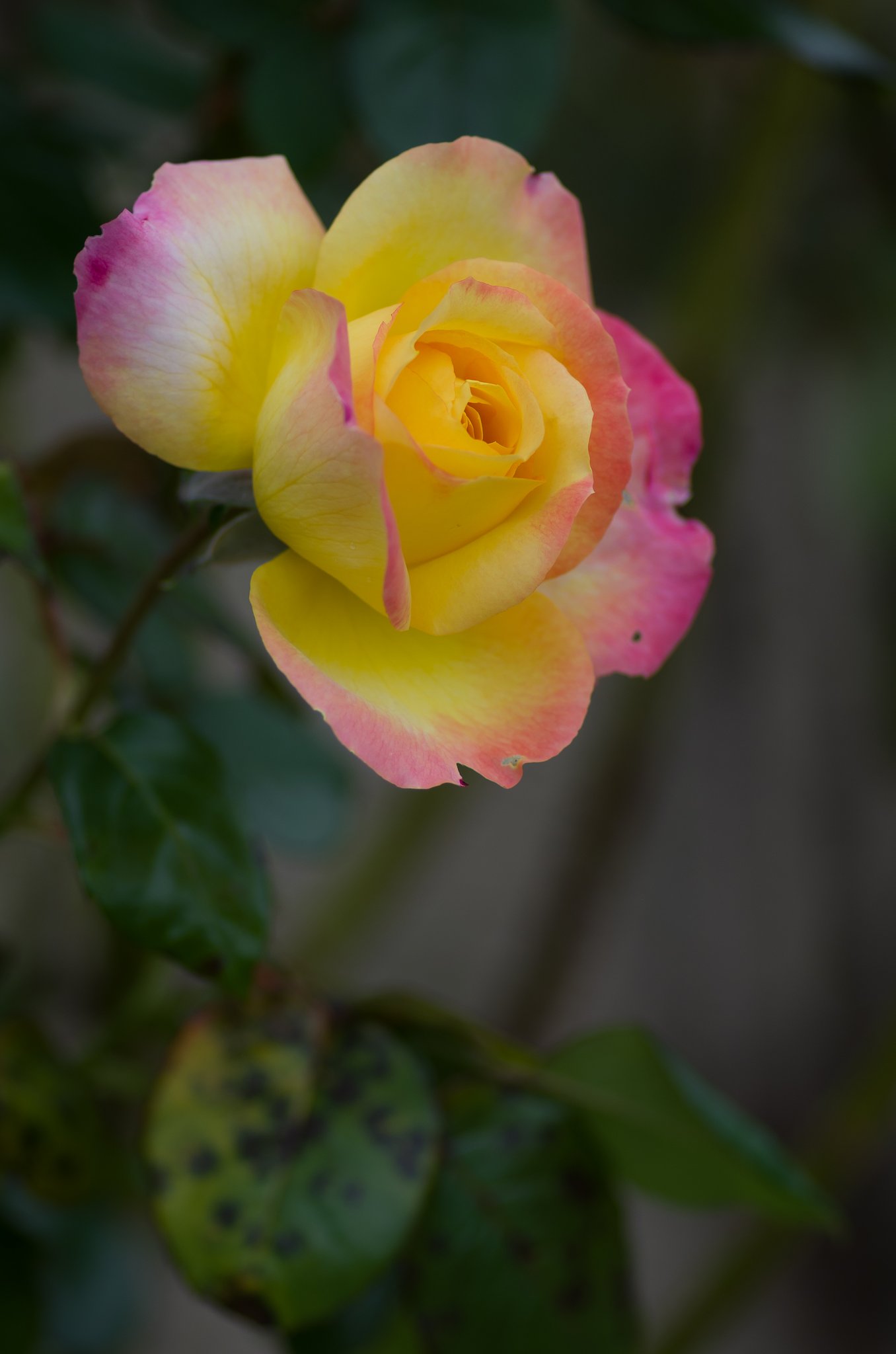 PENTAX-D FA MACRO 100mm F2.8 