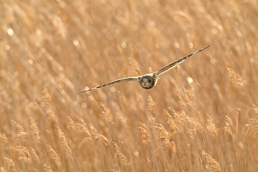 コミミズクどす