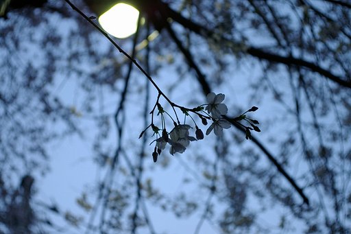 DA 16-45mm F4　/ 夜明け前 ー 透けた心 　夜桜