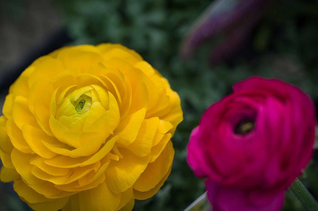 SIGMA MACRO 70mm F2.8