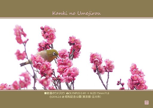 歓喜のウメジロウ