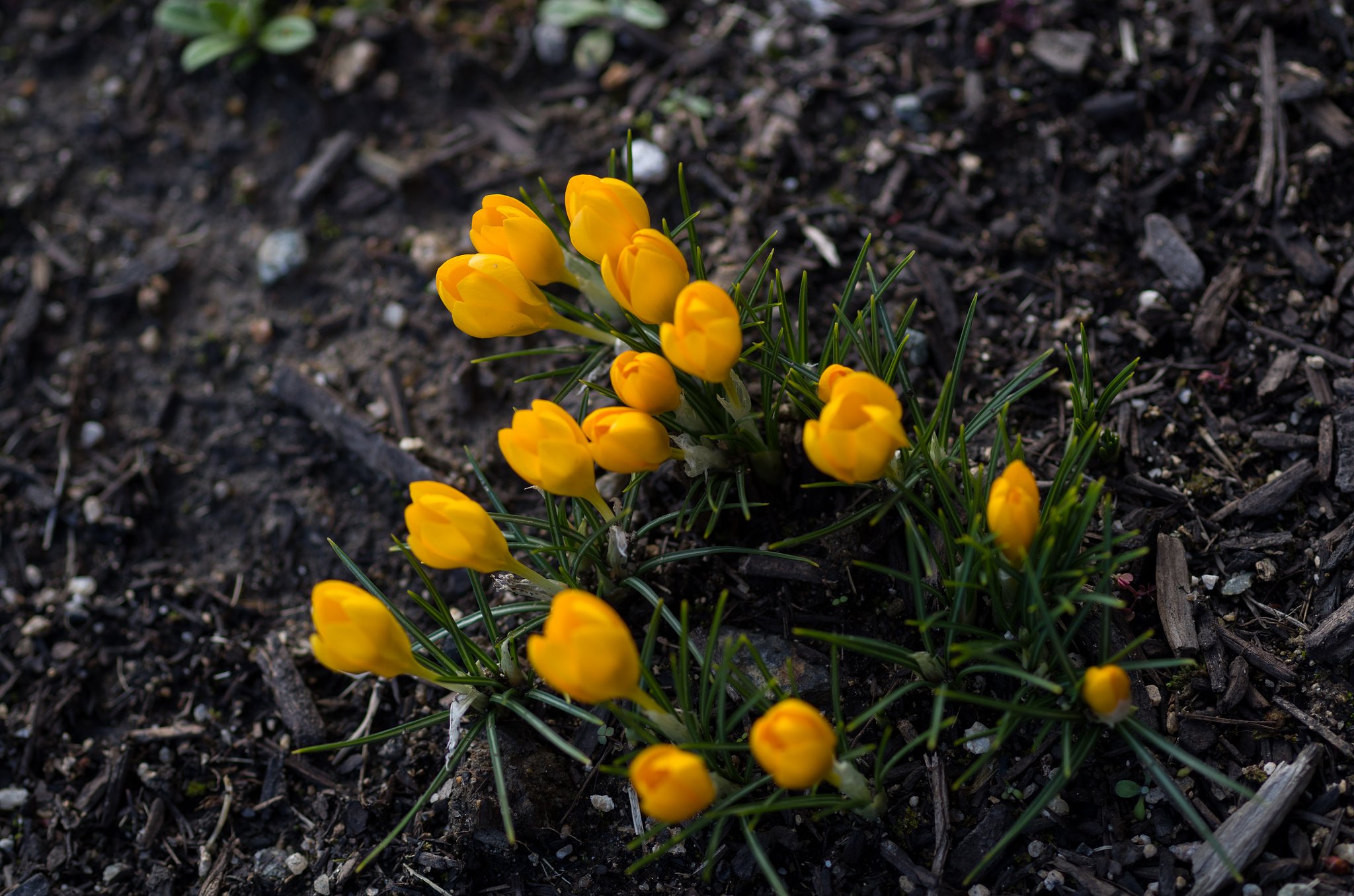 SIGMA MACRO 70mm F2.8