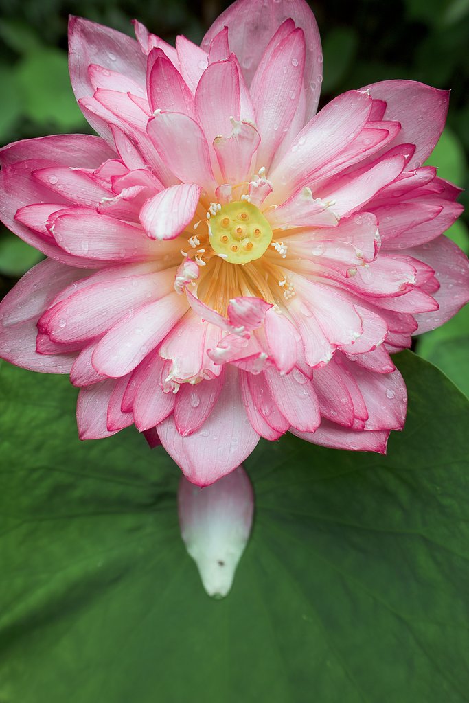 SIGMA DP1 