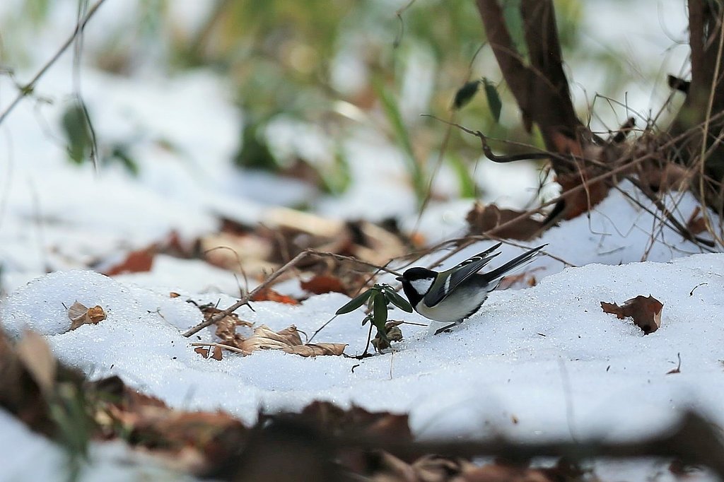 春待ち「シジュウカラ」
