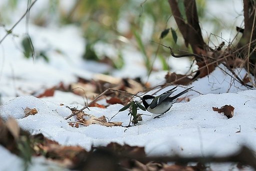 春待ち「シジュウカラ」