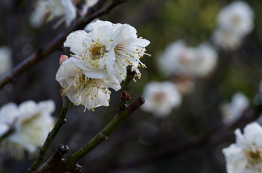 PENTAX-D FA MACRO 100mm F2.8