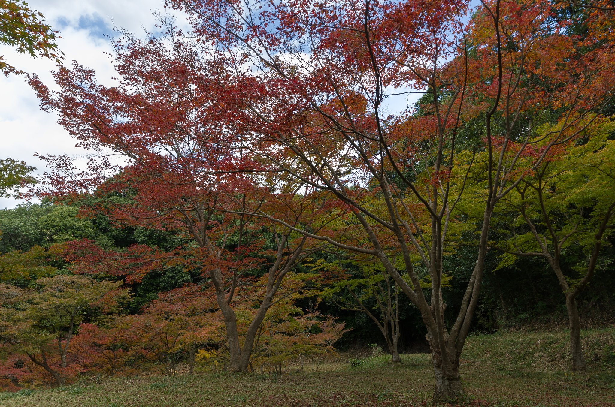 枝振り