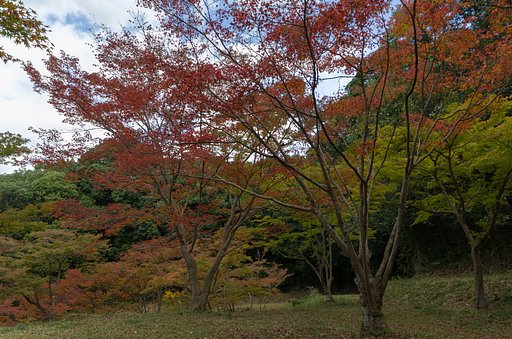 枝振り