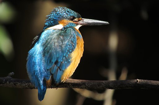 カワセミ♂
