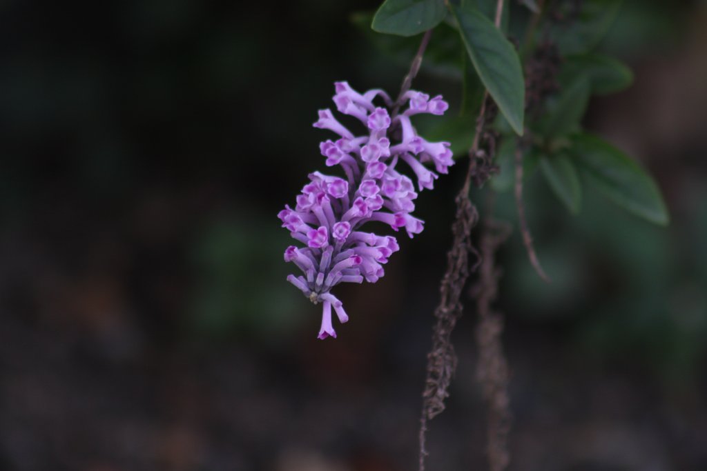 紫の花