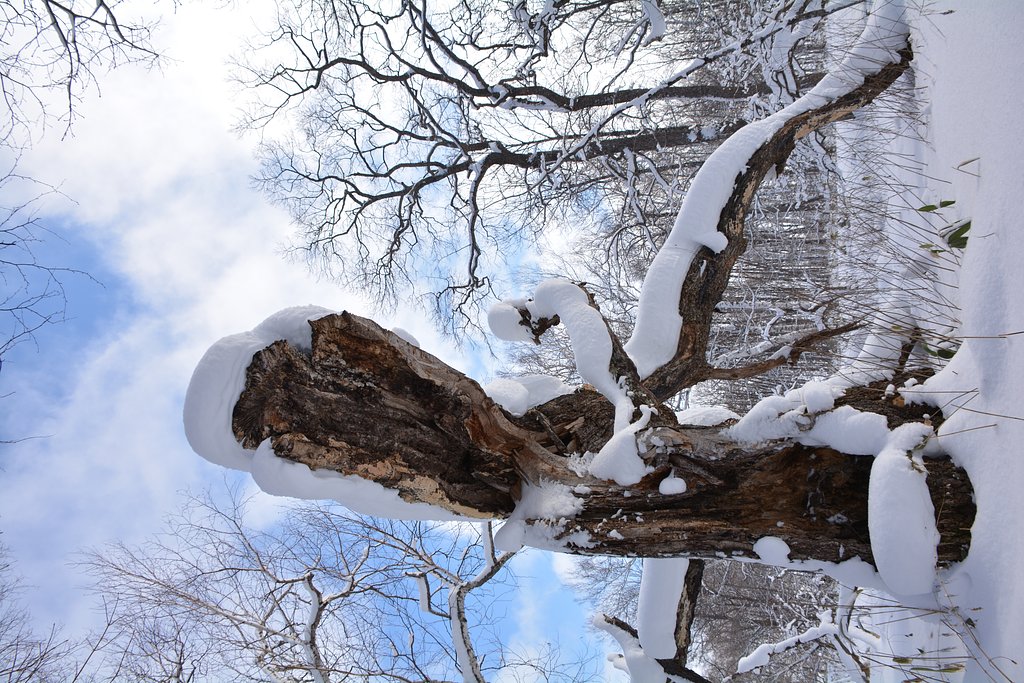 朽ちても雪に耐える