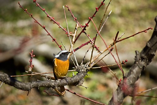 梅林のジョウビタキ乱れ髪