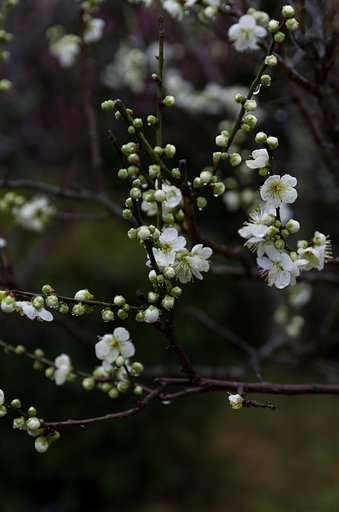 TAMRON SP AF 17-50mm F-2.8