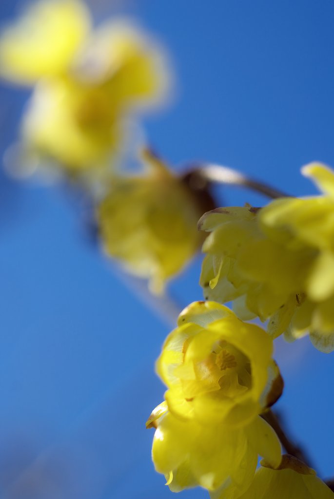 Micro-NIKKOR Auto 1:3.5 f=55mm