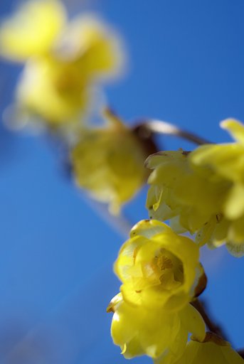 Micro-NIKKOR Auto 1:3.5 f=55mm