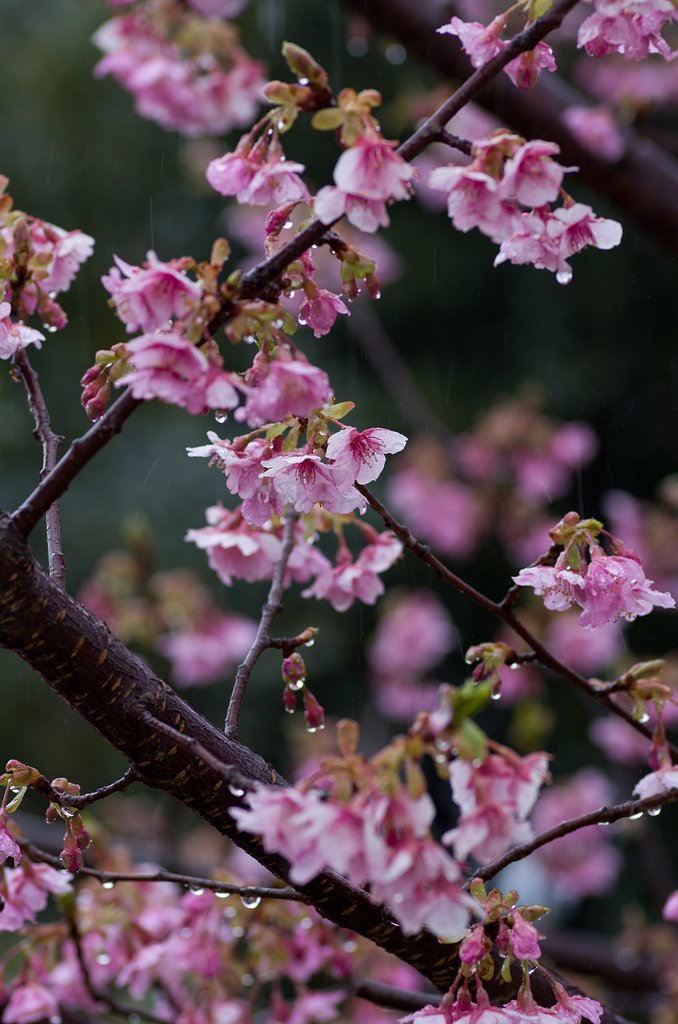 PENTAX-D FA MACRO 100mm F2.8