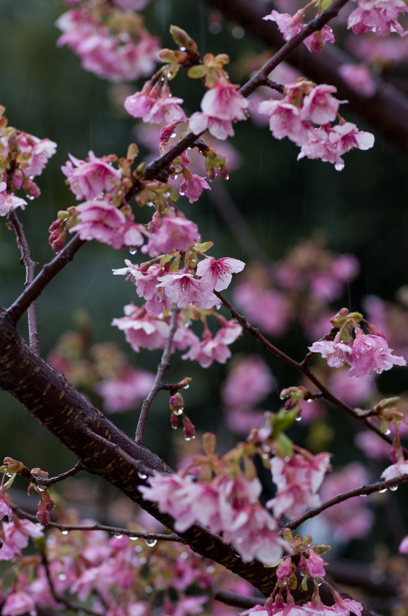 PENTAX-D FA MACRO 100mm F2.8