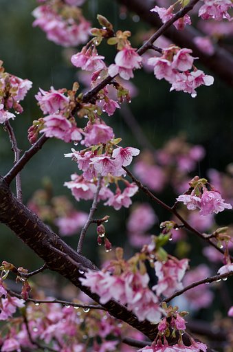 PENTAX-D FA MACRO 100mm F2.8