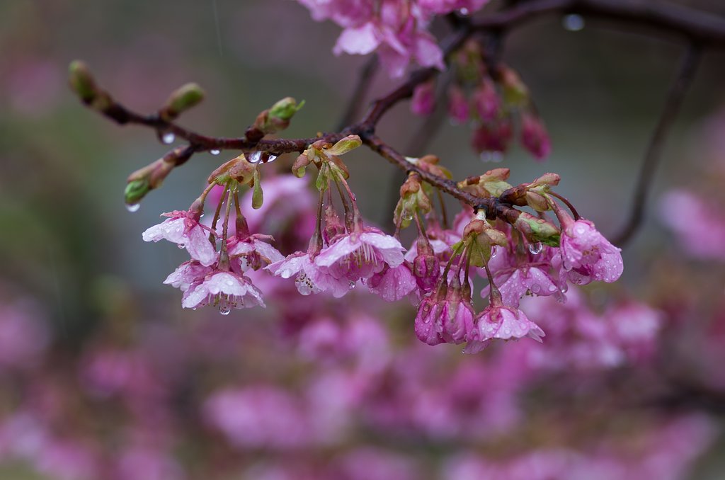 河津桜