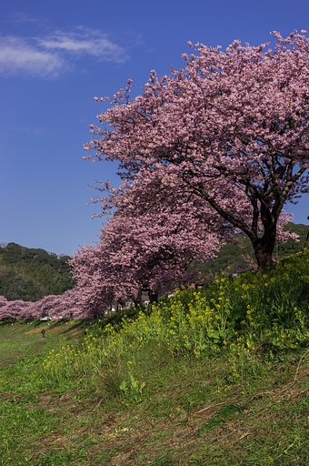河のほとりに