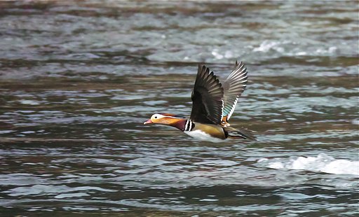 オシドリ ♂