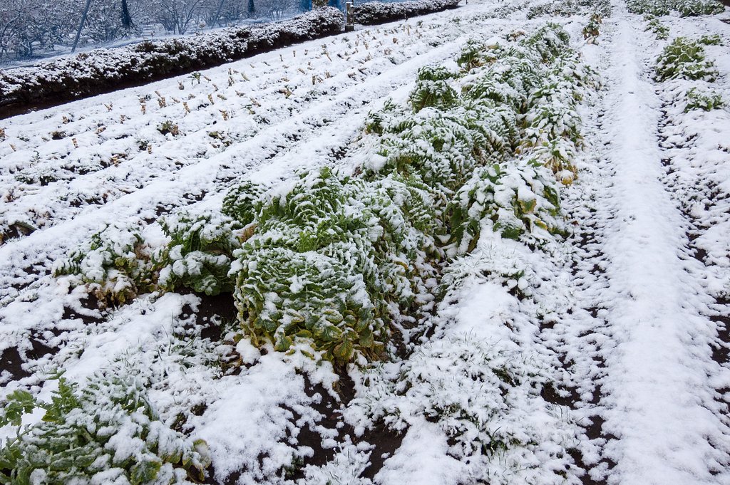 雪の朝