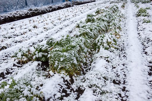 雪の朝