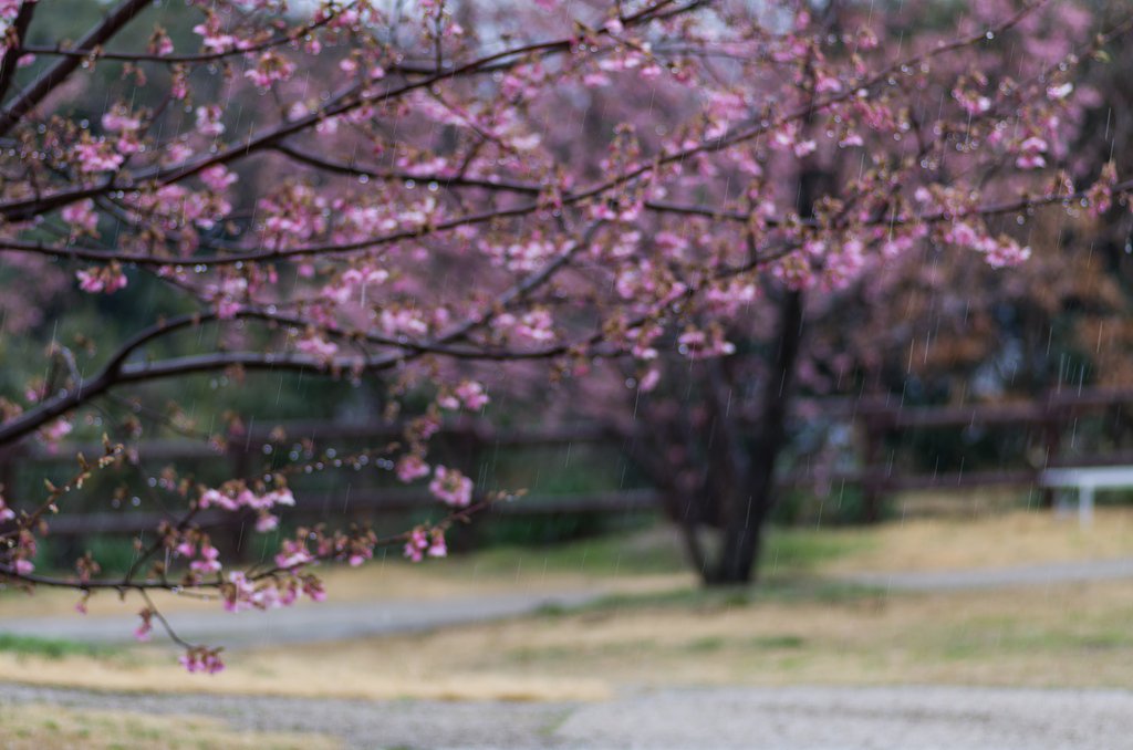 雨